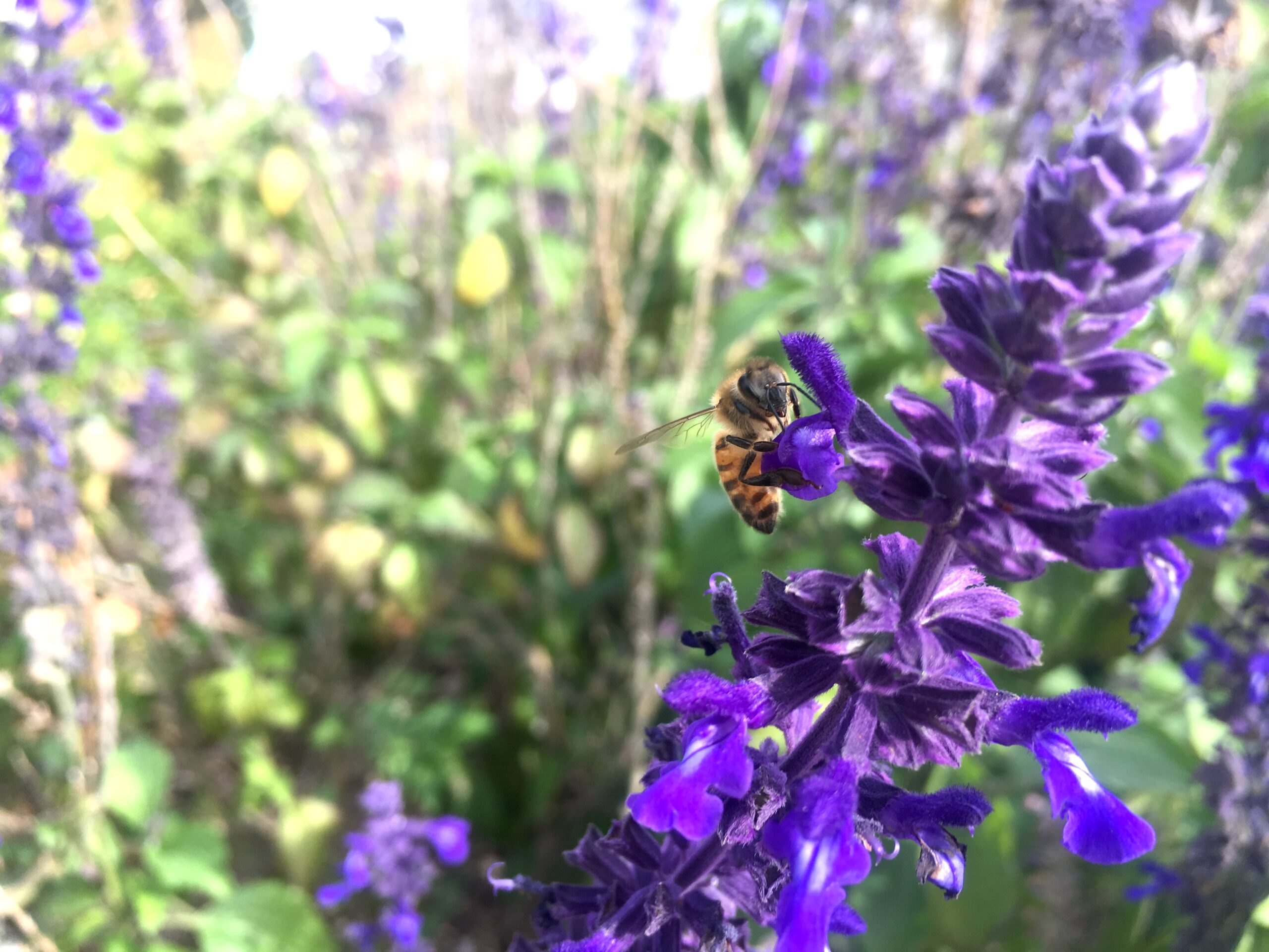 A honeybee collects nectar from ornamental sage in a planting along Lindley Avenue