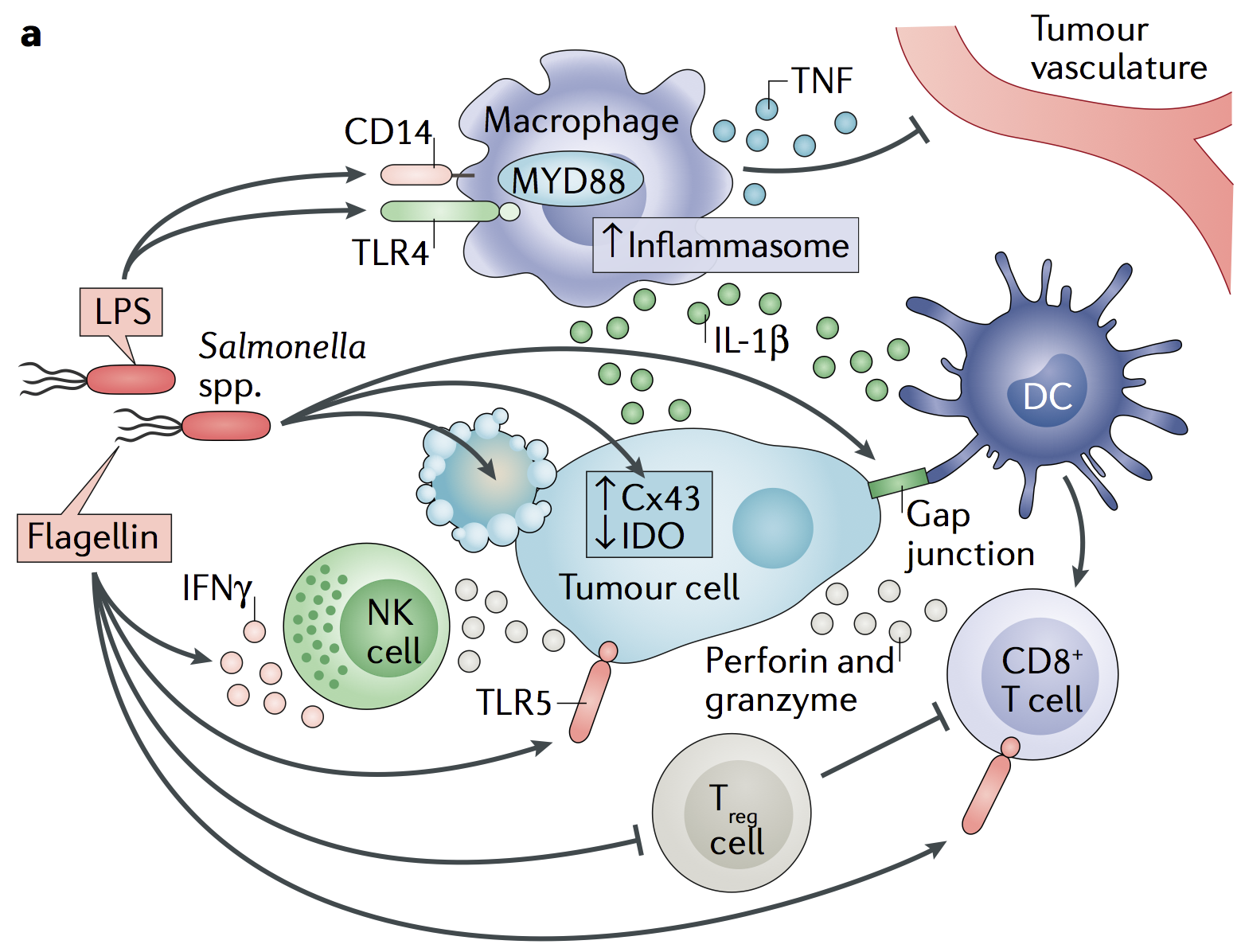 Bermudes Considers Tumor-fighting Bacteria In Nature Reviews Cancer ...