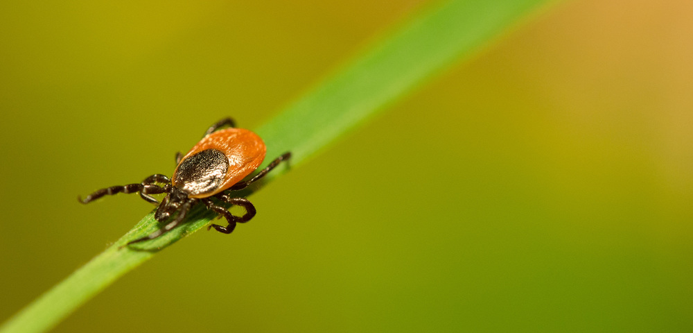 A deer tick (Chou Lab website)