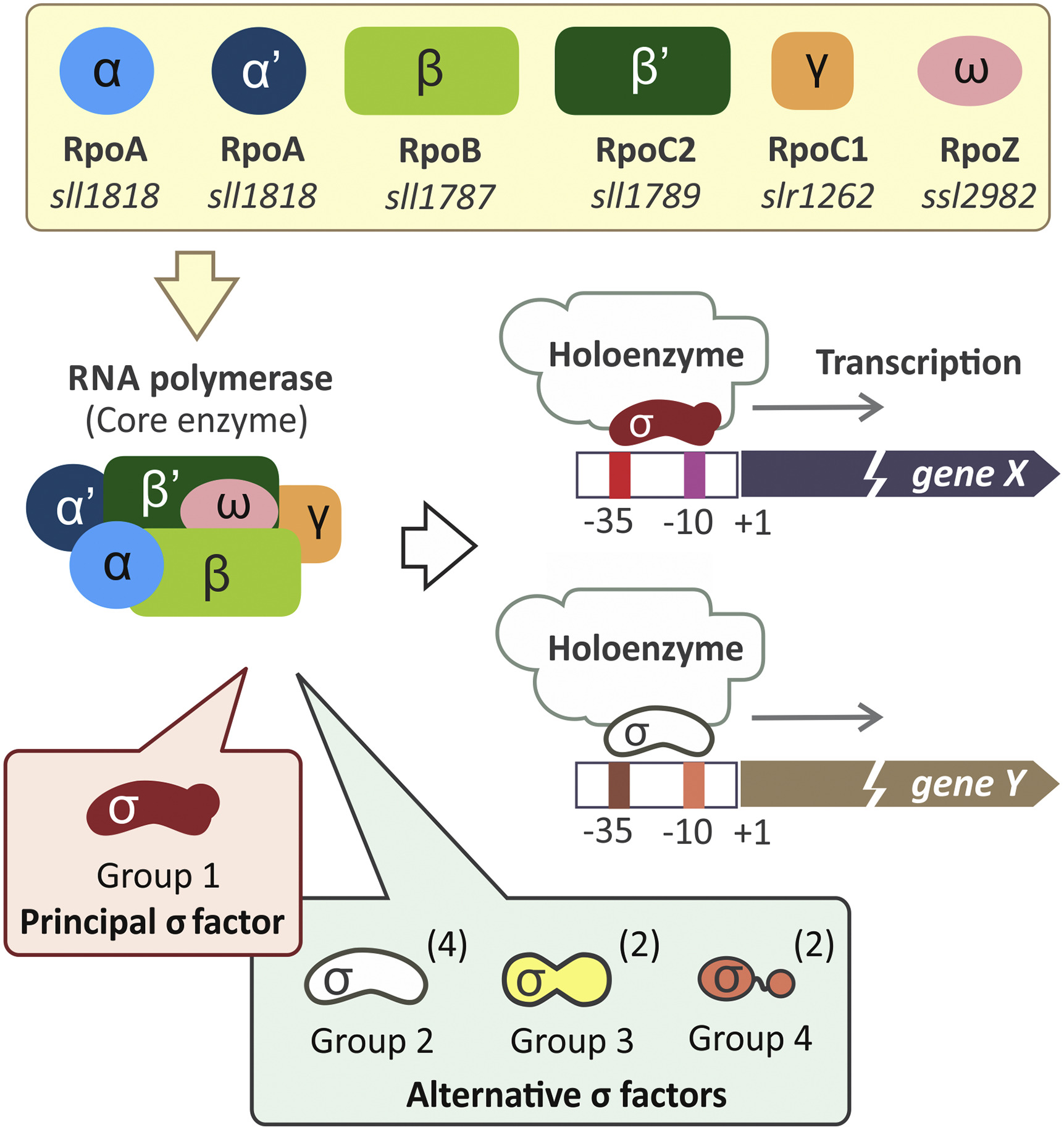 A schematic of the components of the bacterial RNA polymerase and the role of a sigma factor in transcription (Srivastava et al. 2020, Figure 1)