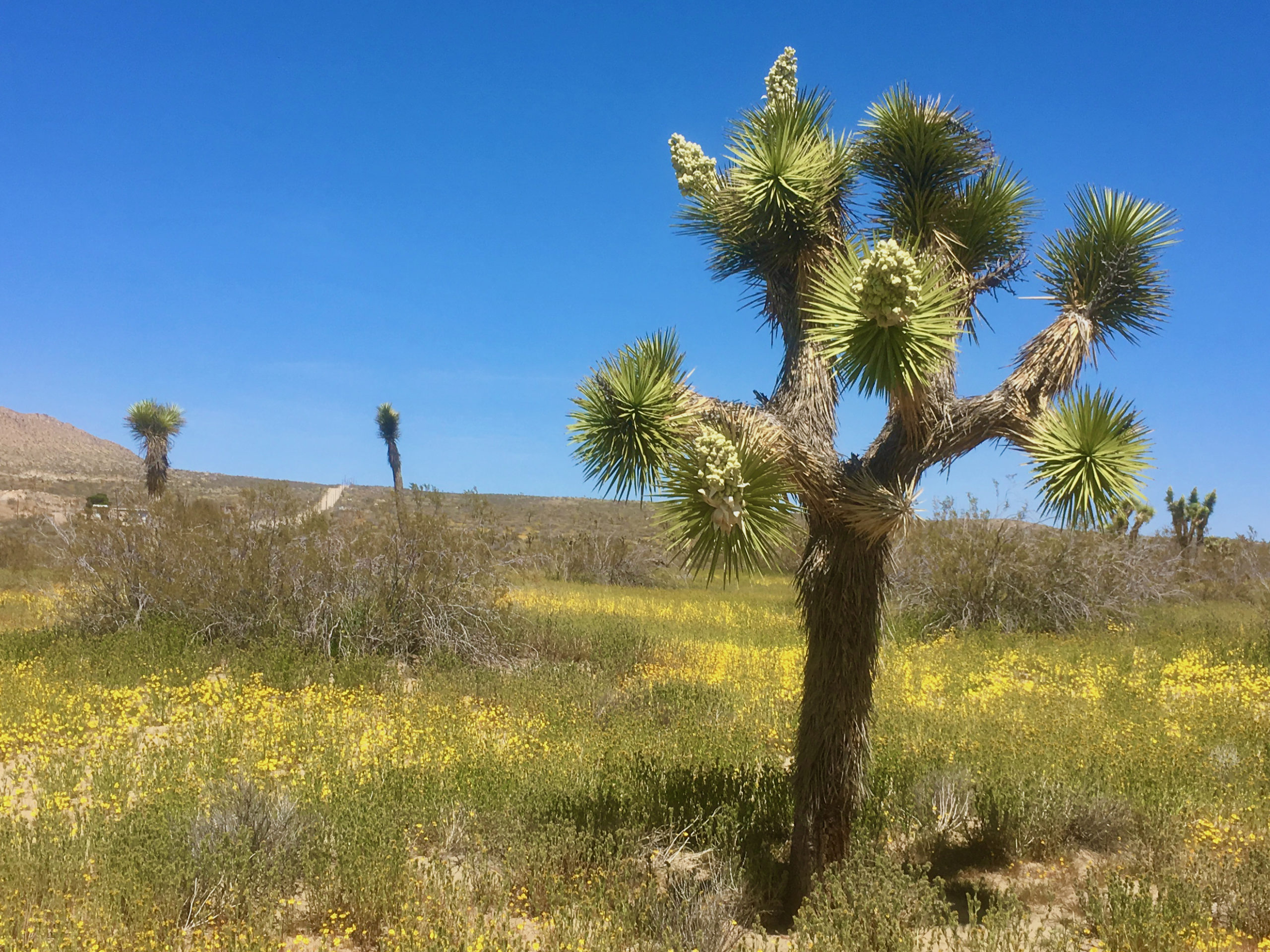 A spiky tree bearing clusters of white flowers