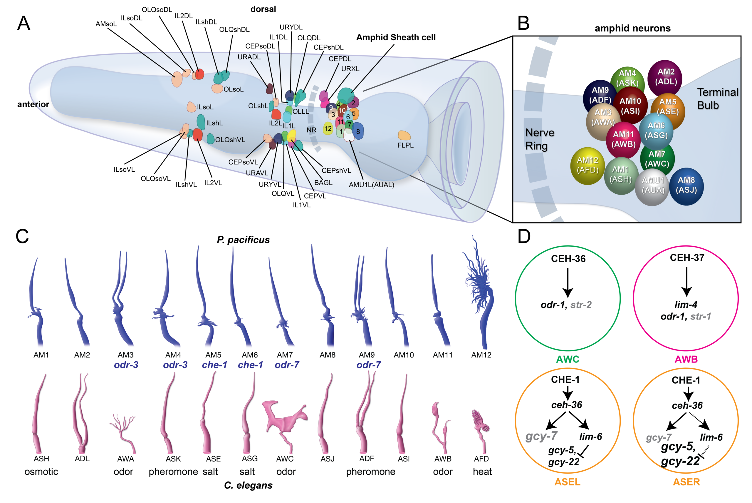 A diagram of the anterior nervous system of Pristionchus pacificus, and different forms of neural cell in different regions