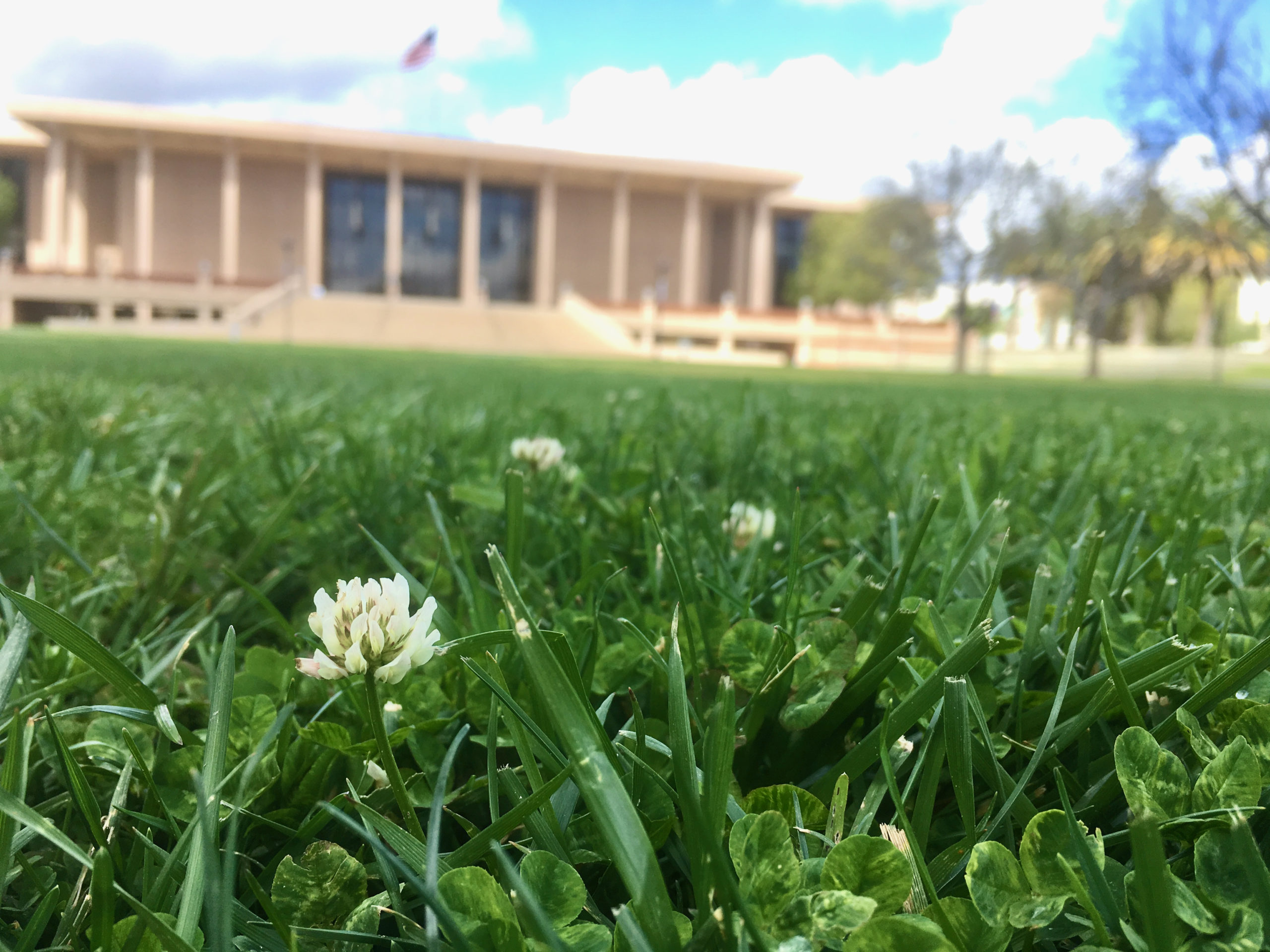 A cluster of white flowers pokes up from a lawn, in front of the wide portico of the CSUN campus library
